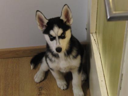 Reinrassige Sibirien Huskywelpen