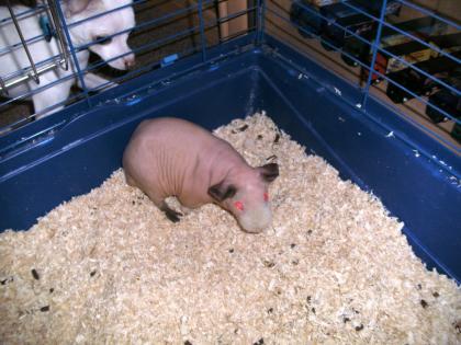 Skinny - Nacktmeerschweine