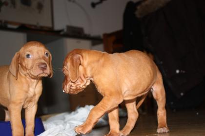 Magyar Vizsla Welpen reinrassig