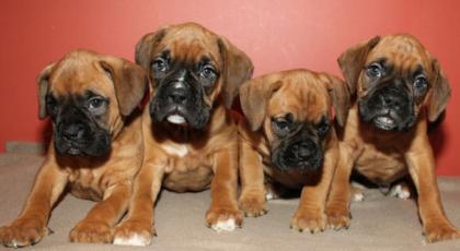 Wunderschöne Reinrassige Boxer Welpen mit Papieren, abgabe bereit.