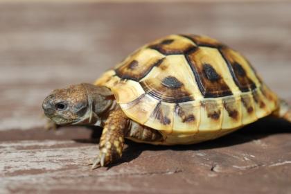Griechische Landschildkröten Testudo hermanni boettgrie