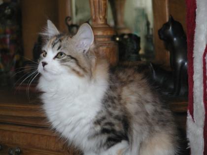 Ivana vom Ohlenberg Sibirische Katze