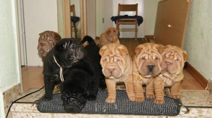 Erstklassige Super süße Shar-Pei Welpen zu verkaufen.