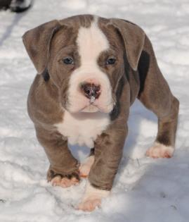Old English Bulldog Welpen