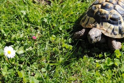 Suche weibliche Griechische Landschildkröte