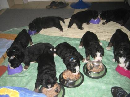 Berner-Sennenhundwelpen aus liebevoller Hobbyzucht zu verkaufen