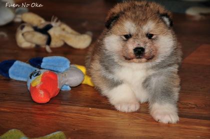 AKITA INU - Japan akita WELPEN