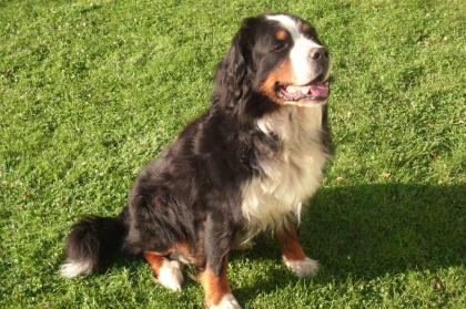 Berner Sennen Deckrüde