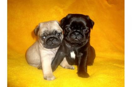 Super süße Mops Welpen, schwarze und Beige mit Papieren