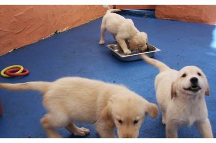 Golden Retriever Welpen zur Verfügung