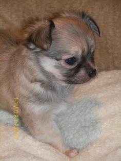 REINRASSIGE, WUNDERSCHÖNE, CHIHUAHUAWELPEN/LANGHAAR