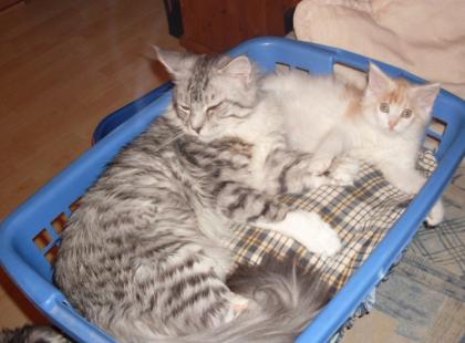Reinrassiges Maine Coon Katerchen mit Stammbaum