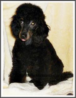 Kleinpudelrüdenjunghund black-tan, Papiere
