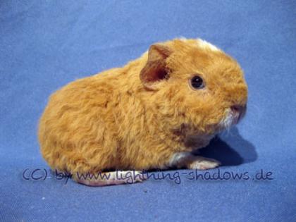 Meerschweinchen abzugeben