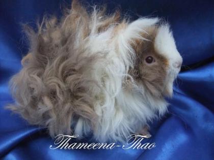 Lunkarya-Meerschweinchen