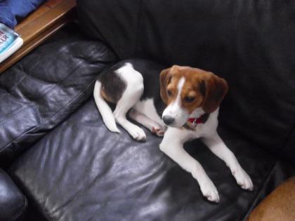 Beaglemädchen Flocke 1 Jahr und 6 Monate