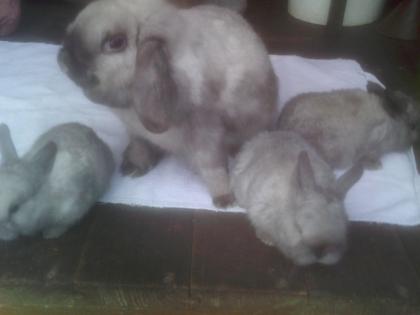 Zwergwidderkaninchen Zwergkaninchen Reinrassig Farbe Siam mit 3 Jungtieren