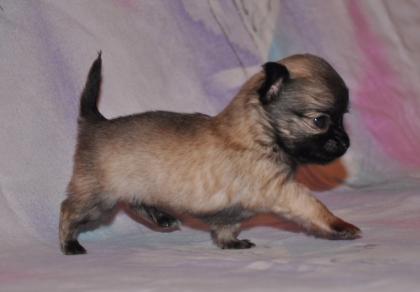 Fantastische, superkleine LH Chihuahuawelpen