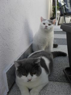 2 BKH Kater suchen ein neues Zuhause