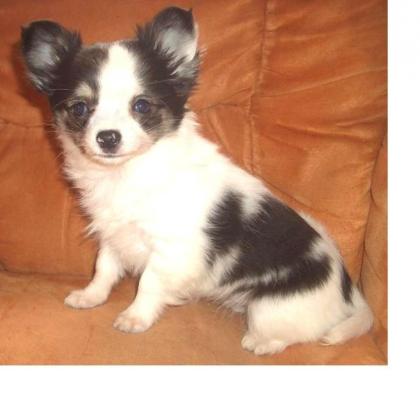 Chihuahuahündin, Welpe, 11 Wo. , LH