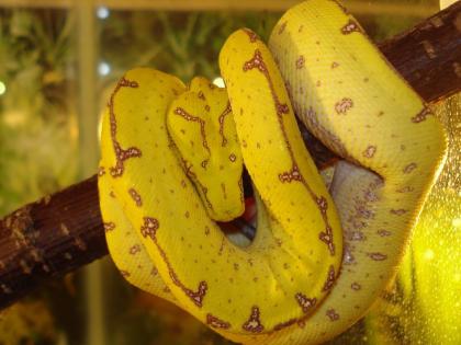 Morelia viridis Sorong