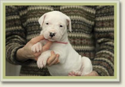 Dogo Argentino Welpen