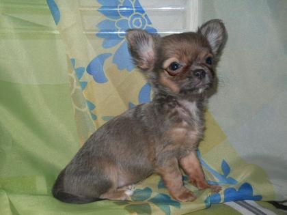 Chihuahua, weibchen, blue fawn