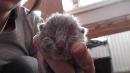 5 süße bkh-kitten