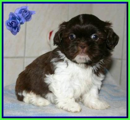 Shih Tzu Babys