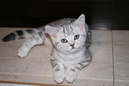Süßes reinrassiges Whiskas BKH Kätzchen abzugeben