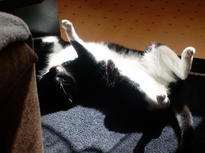 Hilfe Kater Timon sucht dringend neues zuhause