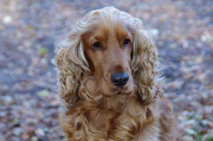Cocker Spaniel Deckrüde