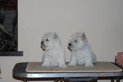 West Highland Terrier Westi