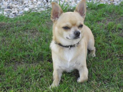 Chihuahua Deckrüde mit Papiere