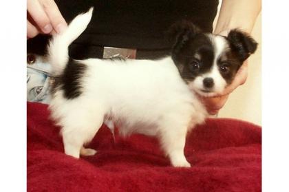 Chihuahua Welpen, Hündinnen und Rüde, suchen neues liebvolles Zuhaus