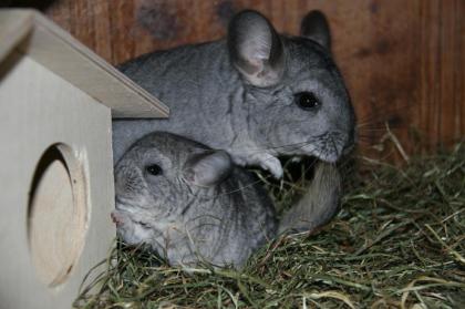Neuer Chinchillanachwuchs ist da