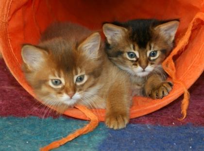 Somali-Kitten in wildfarben und sorrel