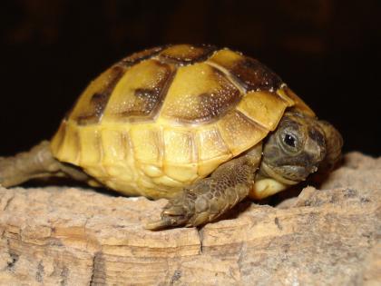 Maurische Landschildkröten ibera