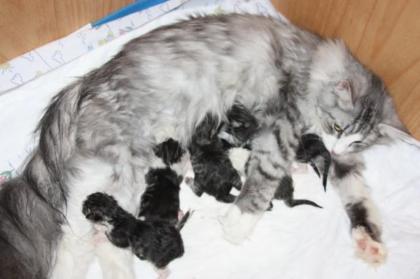 6 wunderschöne Kitten