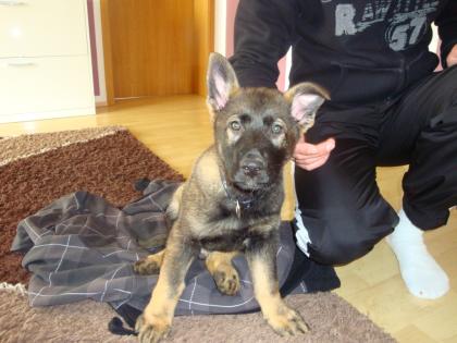 Schäferhund welpe