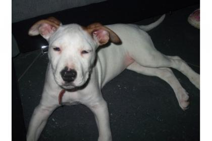 12 Wochen alte American Staffordshire Terrier