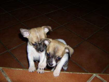 Chihuahua Welpen zu verkaufen