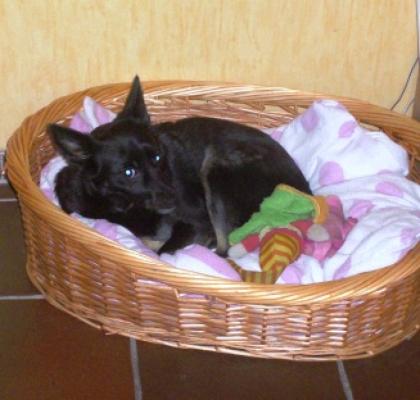 Suche Schipperke Deckrüden