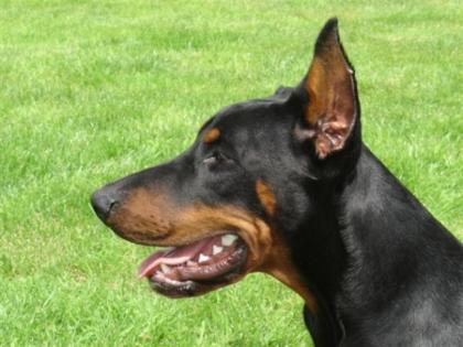 Dobermann-Welpen mit Papieren