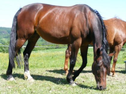 Hübsche dunkelbr. Vollblutstute m. Papiere 9 Jahre, Stm. 1, 60m