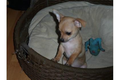 Super süße Chihuahua Welpen suchen nette Familien
