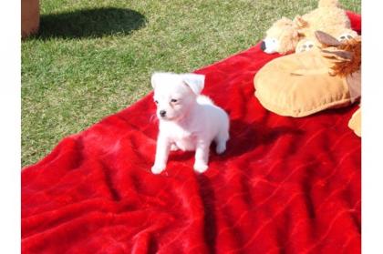 Chihuahua-Welpen in Kurz- und Langhaar mit Ahnentafel