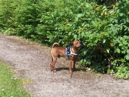Pinscher sucht Hündin zum Probedecken.