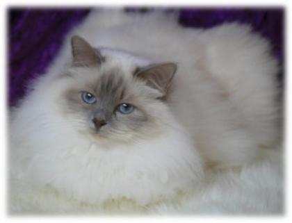 Heilige Birma Dame in lilac-point