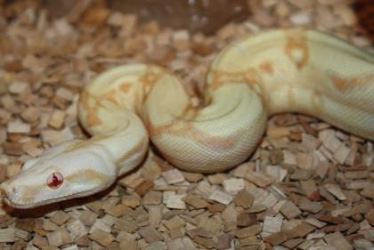 0. 1 Kahl Albino NZ 11 mit Herkunftsnachweis